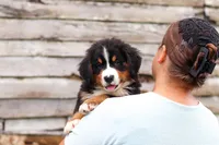 Bobby, a male Bernese Mountain Dog for sale in Sugarcreek, OH – 8 of 9
