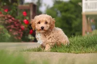 Brady, a male Bichpoo for sale in Sugarcreek, OH – 4 of 6