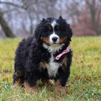 Sadie, a female Bernese Mountain Dog for sale in Sugarcreek, OH – Photo 6 of 7