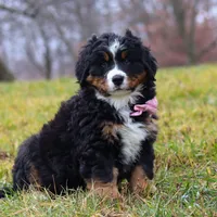 Sadie, a female Bernese Mountain Dog for sale in Sugarcreek, OH – Photo 1 of 7