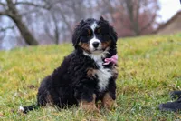 Sadie, a female Bernese Mountain Dog for sale in Sugarcreek, OH – Photo 1 of 7