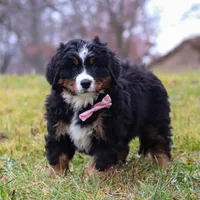 Sadie, a female Bernese Mountain Dog for sale in Sugarcreek, OH – Photo 7 of 7