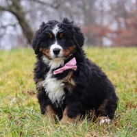 Sadie, a female Bernese Mountain Dog for sale in Sugarcreek, OH – Photo 3 of 7