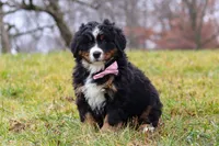 Sadie, a female Bernese Mountain Dog for sale in Sugarcreek, OH – Photo 3 of 7