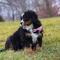 Sadie, a female Bernese Mountain Dog for sale in Sugarcreek, OH – Photo 2 of 7