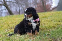 Sadie, a female Bernese Mountain Dog for sale in Sugarcreek, OH – Photo 2 of 7