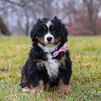 Sadie, a female Bernese Mountain Dog for sale in Sugarcreek, OH – Photo 4 of 7