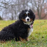 Sadie, a female Bernese Mountain Dog for sale in Sugarcreek, OH – Photo 5 of 7