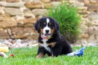 Bailey, a female Bernese Mountain Dog for sale in Sugarcreek, OH – 1 of 6