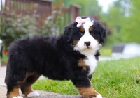 Bella, a female Bernese Mountain Dog for sale in Sugarcreek, OH – Photo 7 of 7