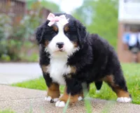 Bella, a female Bernese Mountain Dog for sale in Sugarcreek, OH – Photo 2 of 7