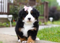 Bella, a female Bernese Mountain Dog for sale in Sugarcreek, OH – Photo 3 of 7