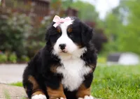 Bella, a female Bernese Mountain Dog for sale in Sugarcreek, OH – Photo 5 of 7