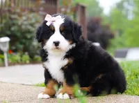 Bella, a female Bernese Mountain Dog for sale in Sugarcreek, OH – Photo 4 of 7