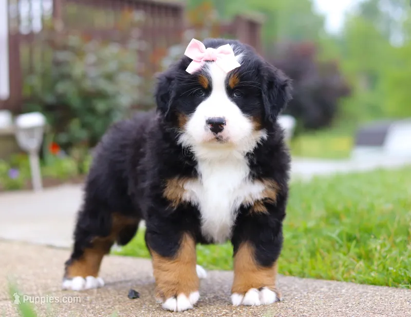 Bella, a female Bernese Mountain Dog for sale in Sugarcreek, OH – Photo 1 of 7