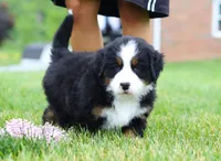 Bella, a female Bernese Mountain Dog for sale in Sugarcreek, OH – Photo 6 of 7