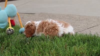 Gracie, a female Cavapoo for sale in Sugarcreek, OH – 7 of 7