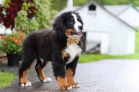 Kory, a male Bernese Mountain Dog for sale in Sugarcreek, OH – 4 of 9