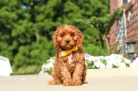Austin, a male Cavapoo for sale in Sugarcreek, OH – 3 of 7