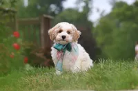 Leo, a male Bichpoo for sale in Sugarcreek, OH – 8 of 10