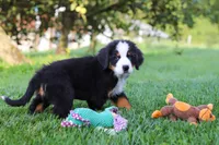 Toby, a male Bernese Mountain Dog for sale in Sugarcreek, OH – 7 of 10
