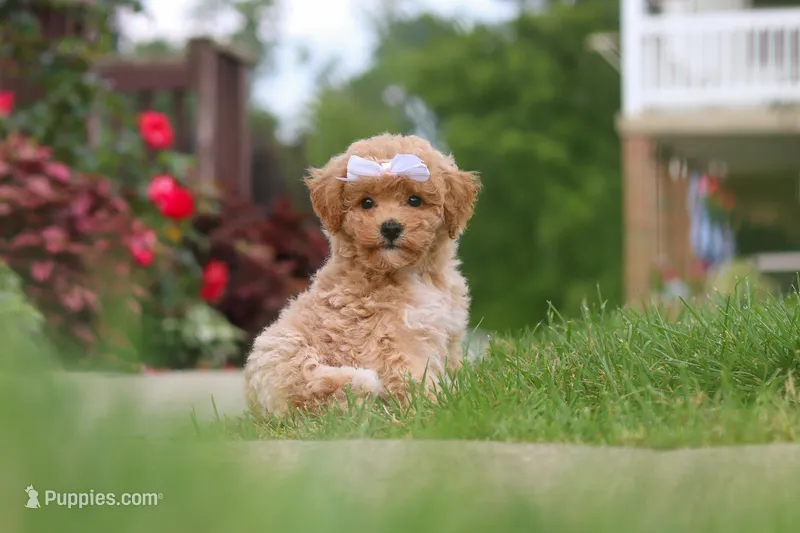 Mia – Bichpoo puppy for sale in Sugarcreek, OH