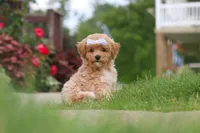 Mia, a female Bichpoo for sale in Sugarcreek, OH – 1 of 10