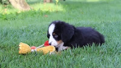 Toby, a male Bernese Mountain Dog for sale in Sugarcreek, OH – 10 of 10