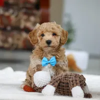 Koby, a male Bichon Frise for sale in Sugarcreek, OH – Photo 9 of 9