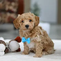 Koby, a male Bichon Frise for sale in Sugarcreek, OH – Photo 5 of 9
