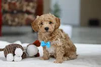 Koby, a male Bichon Frise for sale in Sugarcreek, OH – Photo 5 of 9