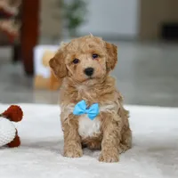 Koby, a male Bichon Frise for sale in Sugarcreek, OH – Photo 1 of 9