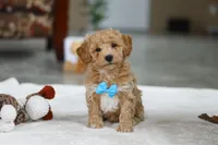 Koby, a male Bichon Frise for sale in Sugarcreek, OH – Photo 1 of 9