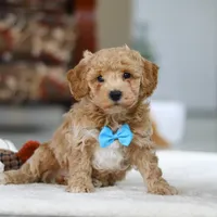 Koby, a male Bichon Frise for sale in Sugarcreek, OH – Photo 6 of 9