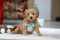 Koby, a male Bichon Frise for sale in Sugarcreek, OH – Photo 6 of 9