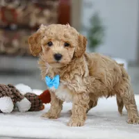 Koby, a male Bichon Frise for sale in Sugarcreek, OH – Photo 8 of 9