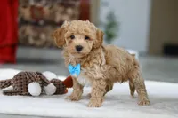 Koby, a male Bichon Frise for sale in Sugarcreek, OH – Photo 8 of 9