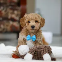 Koby, a male Bichon Frise for sale in Sugarcreek, OH – Photo 3 of 9