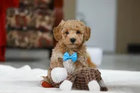 Koby, a male Bichon Frise for sale in Sugarcreek, OH – Photo 3 of 9