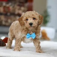 Koby, a male Bichon Frise for sale in Sugarcreek, OH – Photo 7 of 9