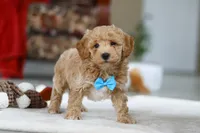 Koby, a male Bichon Frise for sale in Sugarcreek, OH – Photo 7 of 9