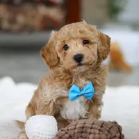 Koby, a male Bichon Frise for sale in Sugarcreek, OH – Photo 4 of 9