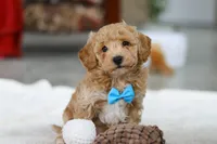 Koby, a male Bichon Frise for sale in Sugarcreek, OH – Photo 4 of 9