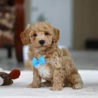 Koby, a male Bichon Frise for sale in Sugarcreek, OH – Photo 2 of 9