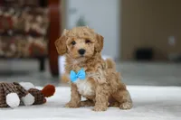 Koby, a male Bichon Frise for sale in Sugarcreek, OH – Photo 2 of 9