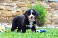 Bailey, a female Bernese Mountain Dog for sale in Sugarcreek, OH – 4 of 6