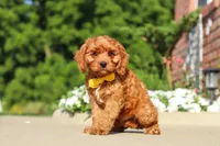 Austin, a male Cavapoo for sale in Sugarcreek, OH – 5 of 7