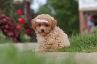 Mia, a female Bichpoo for sale in Sugarcreek, OH – 2 of 10