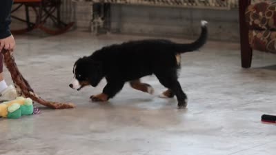 Kory, a male Bernese Mountain Dog for sale in Sugarcreek, OH – 9 of 9