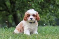Asher, a male Cavapoo for sale in Sugarcreek, OH – 8 of 10